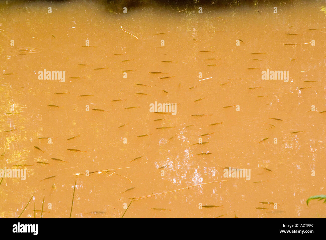 Rutius Shoal of young Roach Rutilus rutilus swimming in a woodland pool at ...