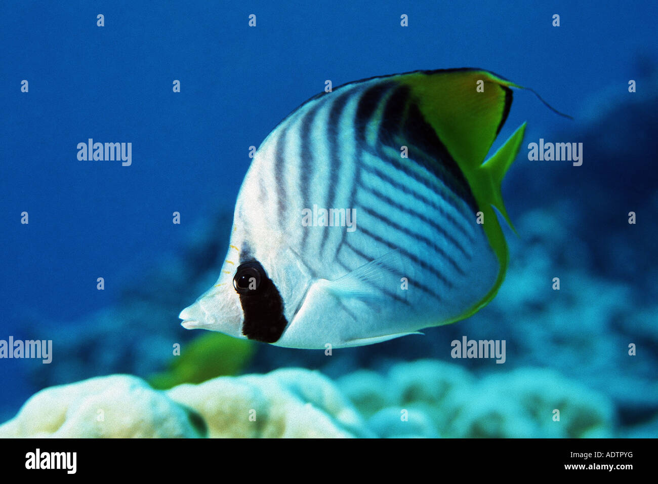 Red tail butterflyfish hi-res stock photography and images - Alamy