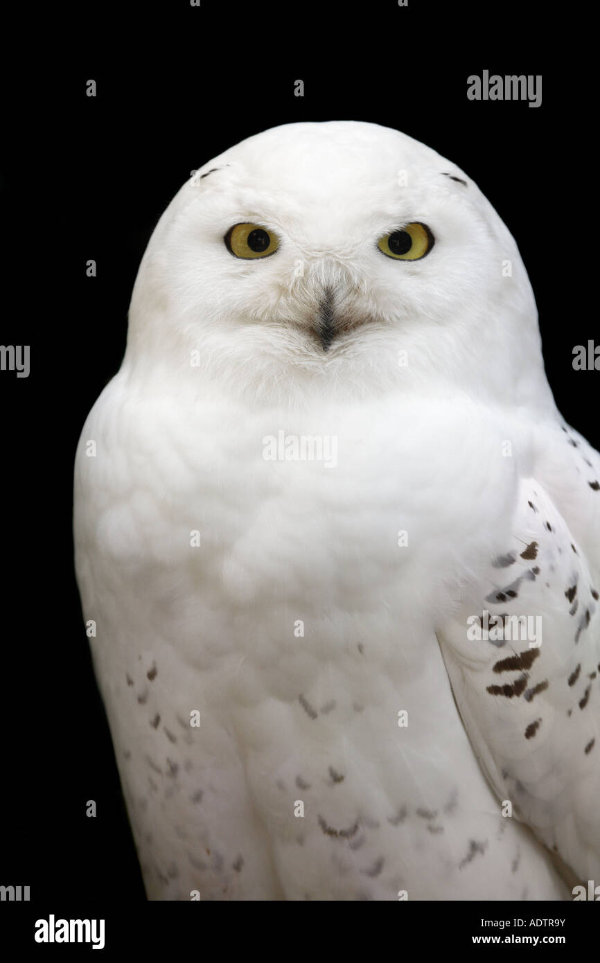 snowy owl - nyctea scandiaca Stock Photo