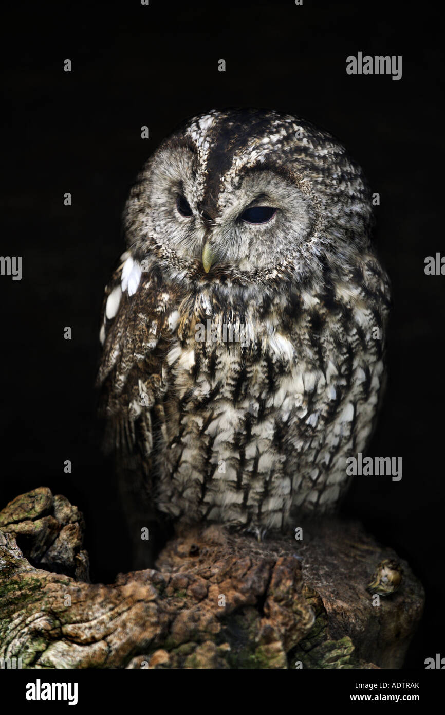 tawny owl - strix aluco Stock Photo
