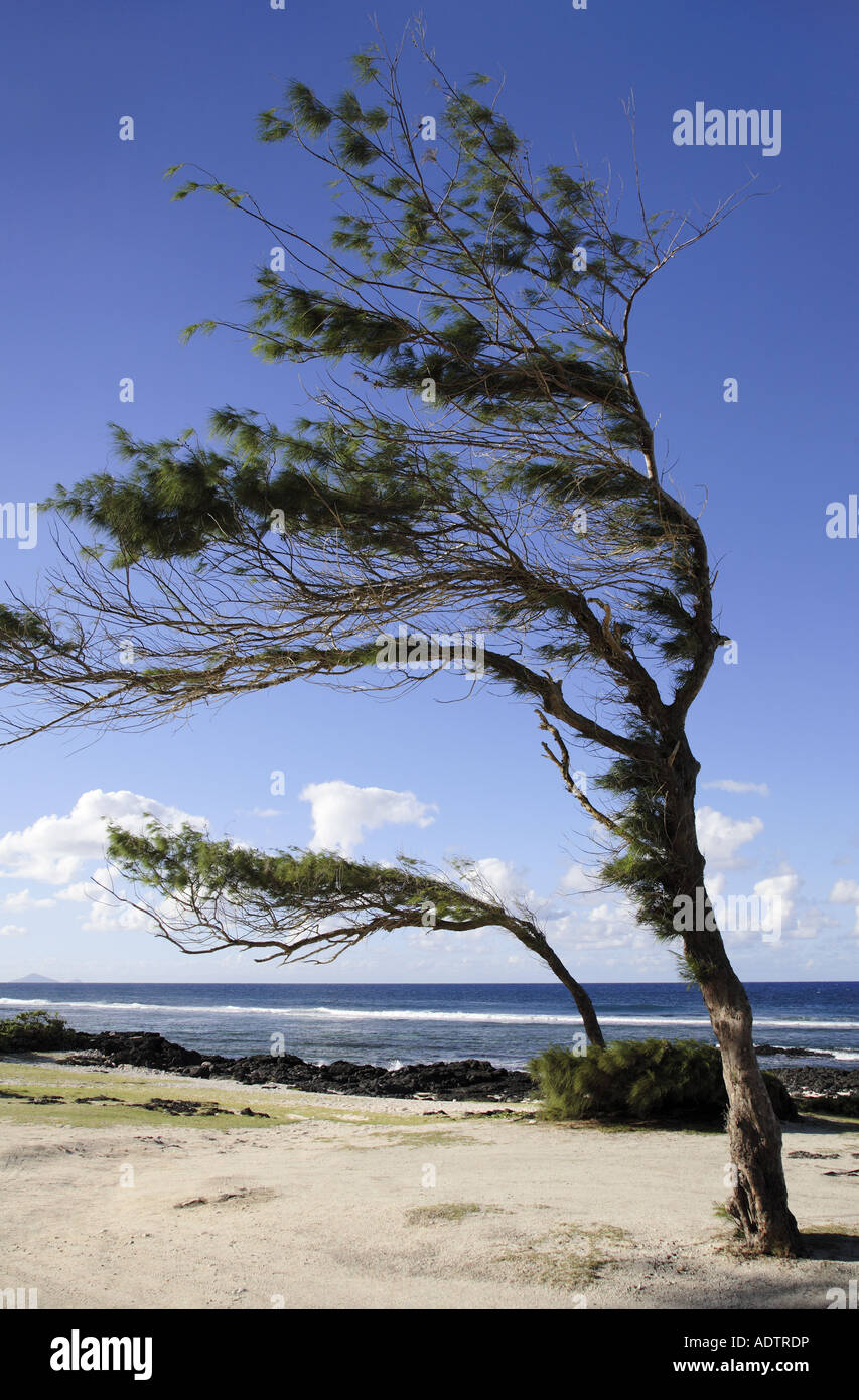 two casuarina trees bent before the wind Stock Photo