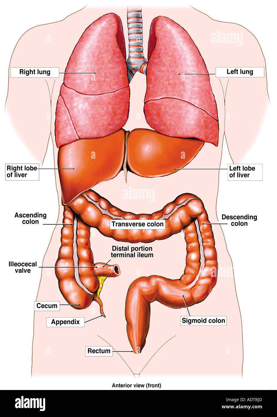 ileocecal sphincter digestive system