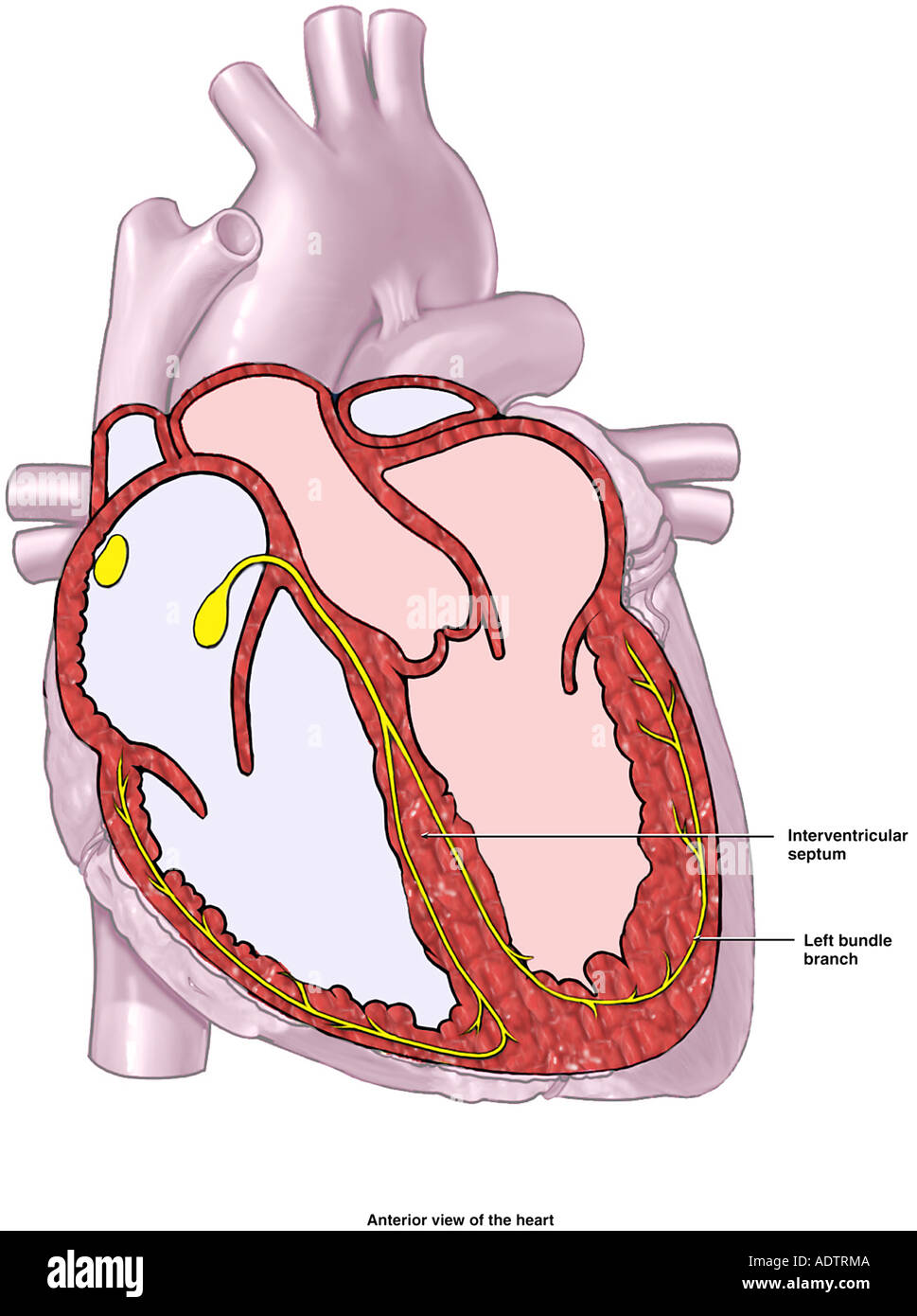 cardiac conduction system and its relationship with ecg