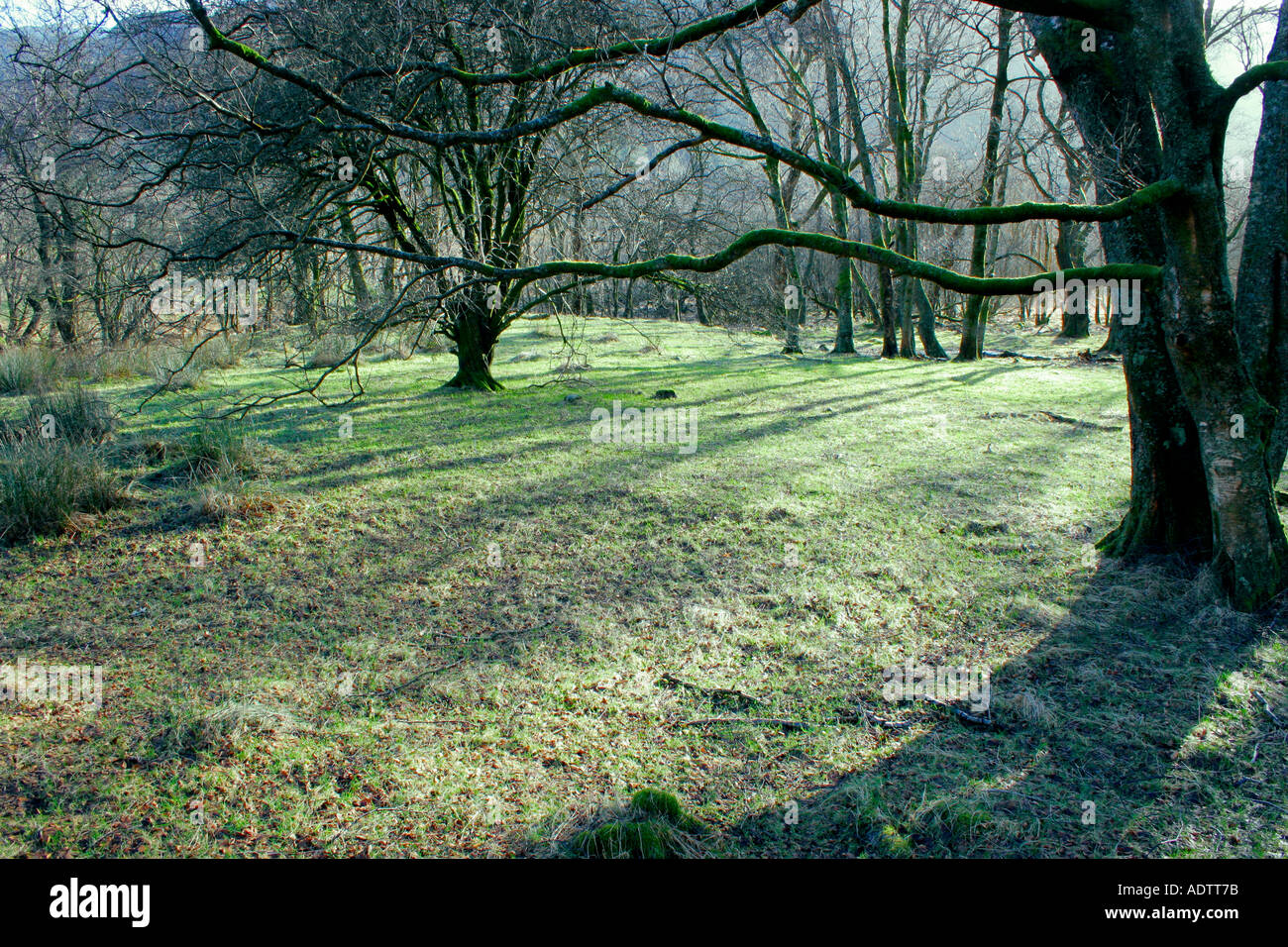 Woodland in late winter Glentrool Dumfries and Galloway South West Scotland Stock Photo