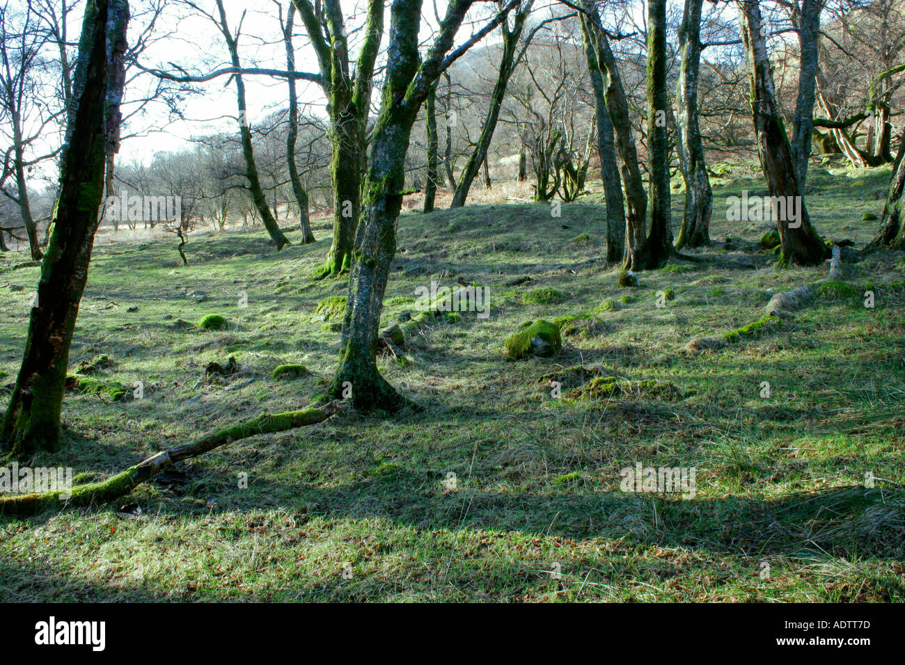 Woodland in late winter at Glentrool in Dumfries and Galloway, South West Scotland. Stock Photo