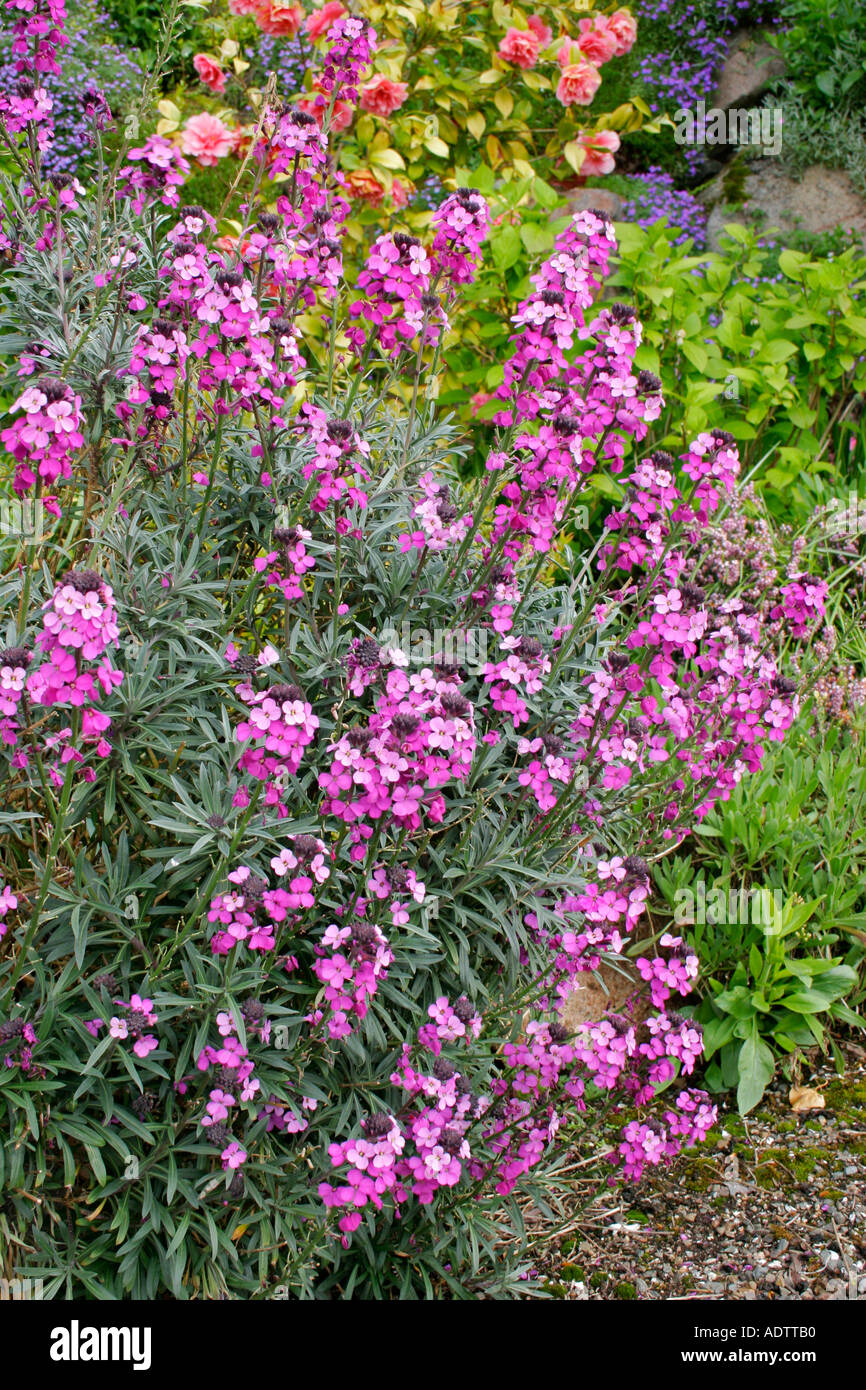 Garden plant Erysimum Bowles Mauve Stock Photo