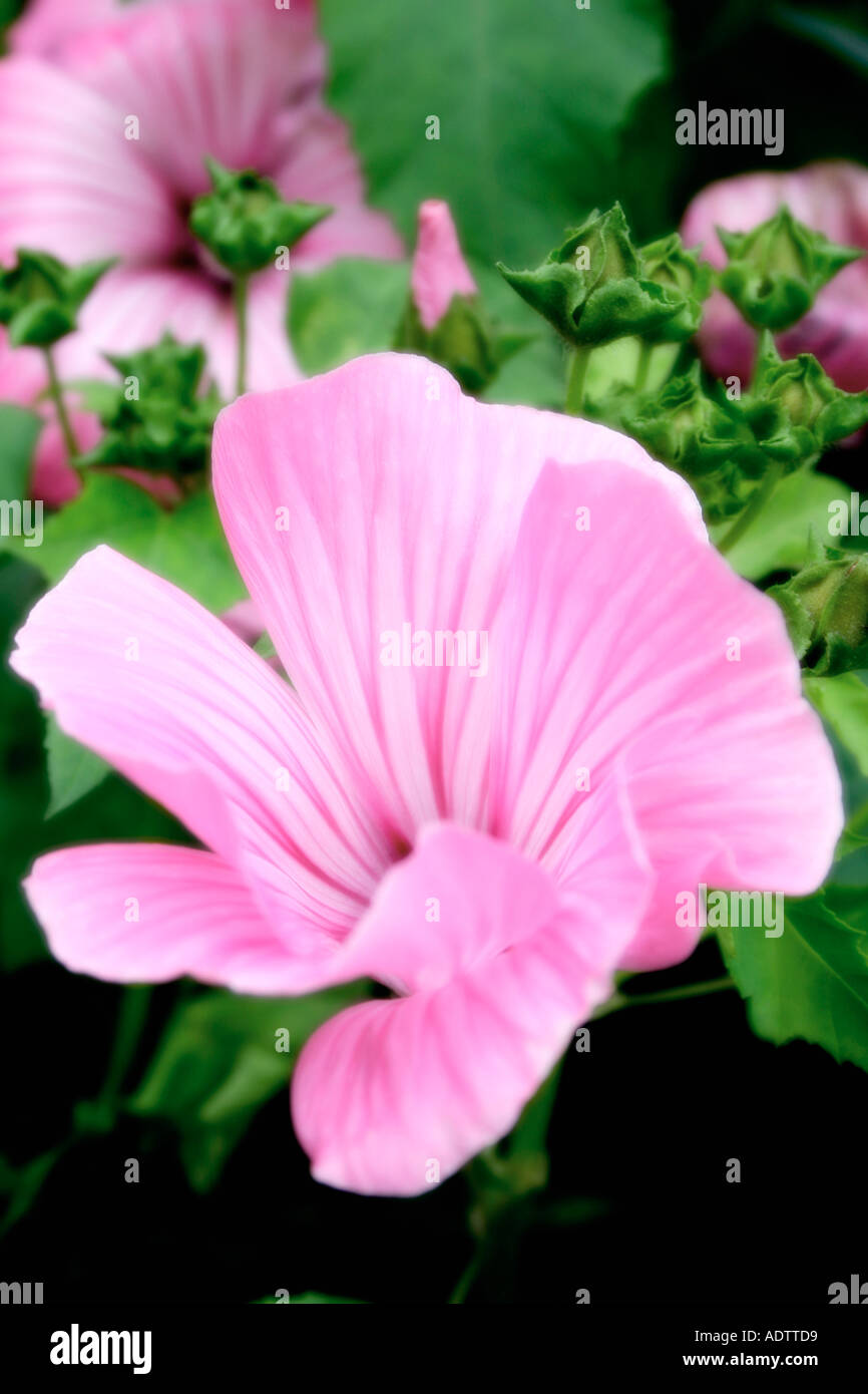 Pink flower of annual garden plant Lavatera trimestris Silver Cup soft focus Stock Photo