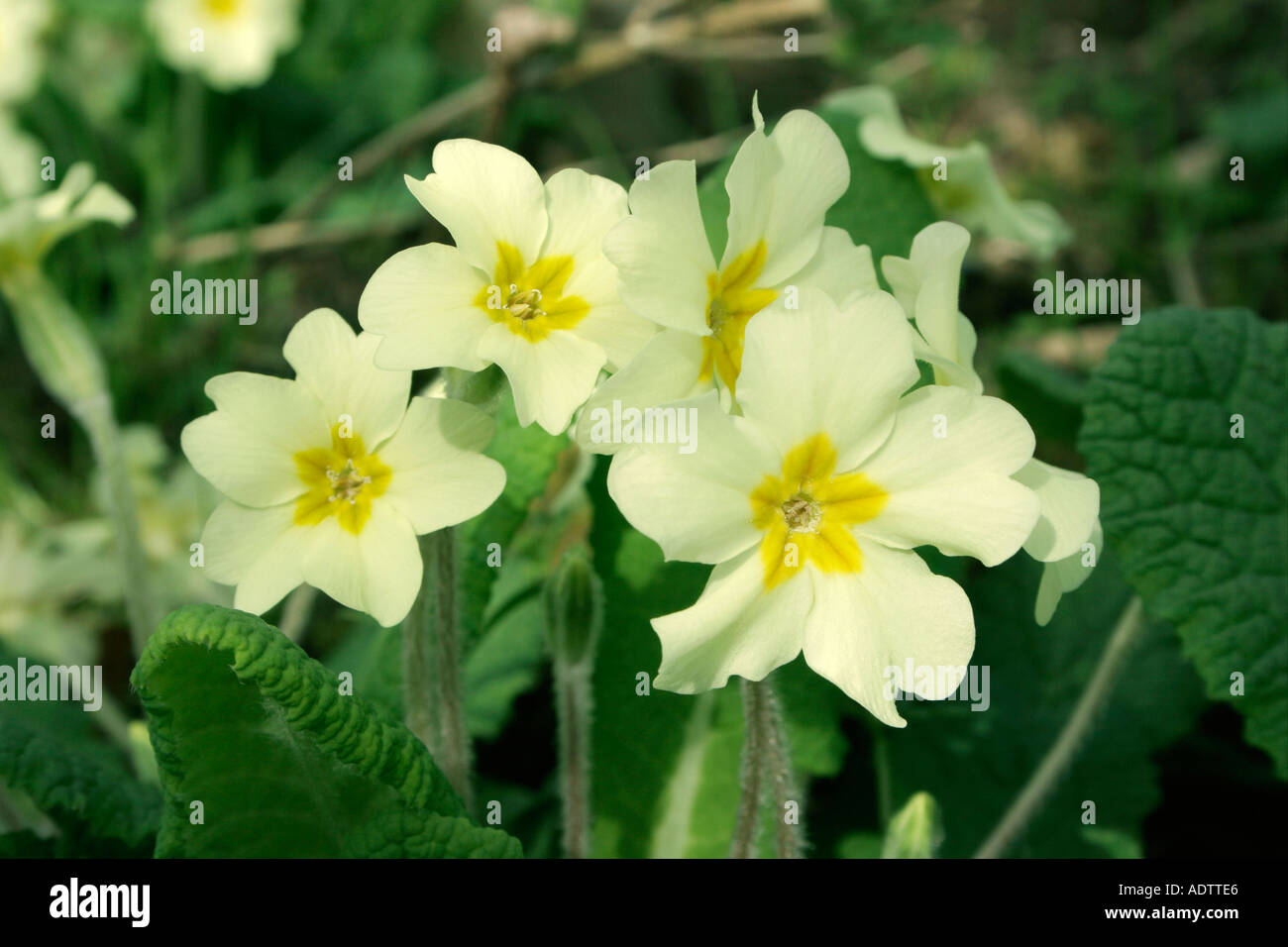 Primrose flowers Common name Primula vulgaris Stock Photo Alamy