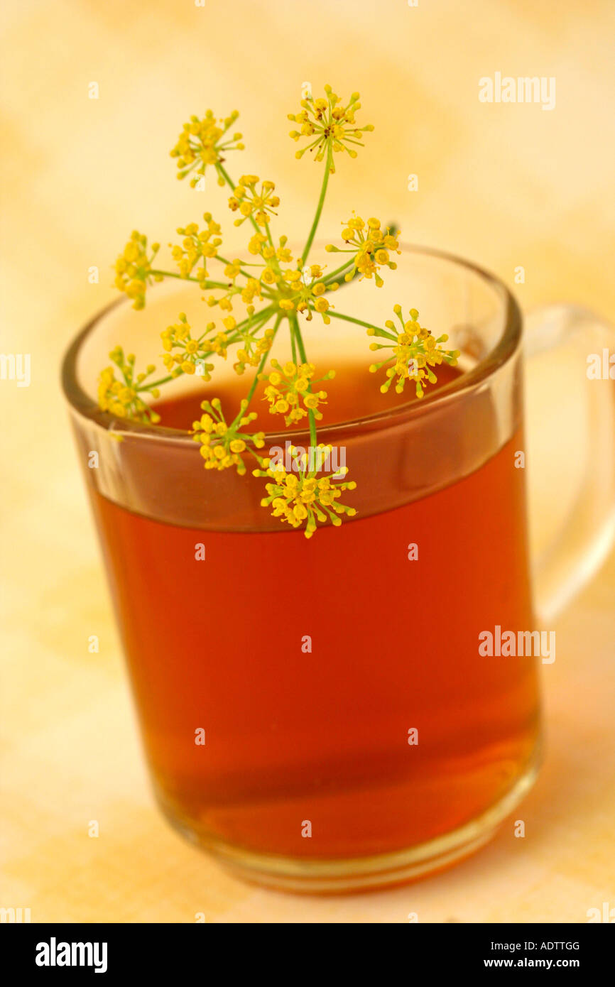 Fennel infusion (Foeniculum vulgare Stock Photo Alamy