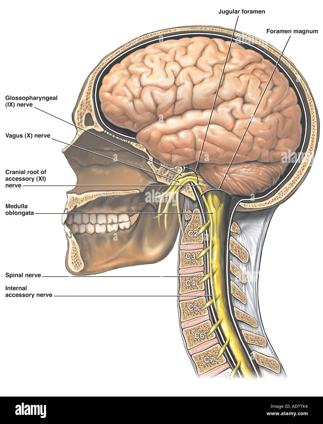 Anatomy Of The Brain And Cranial Nerves Stock Photo 7710259 Alamy