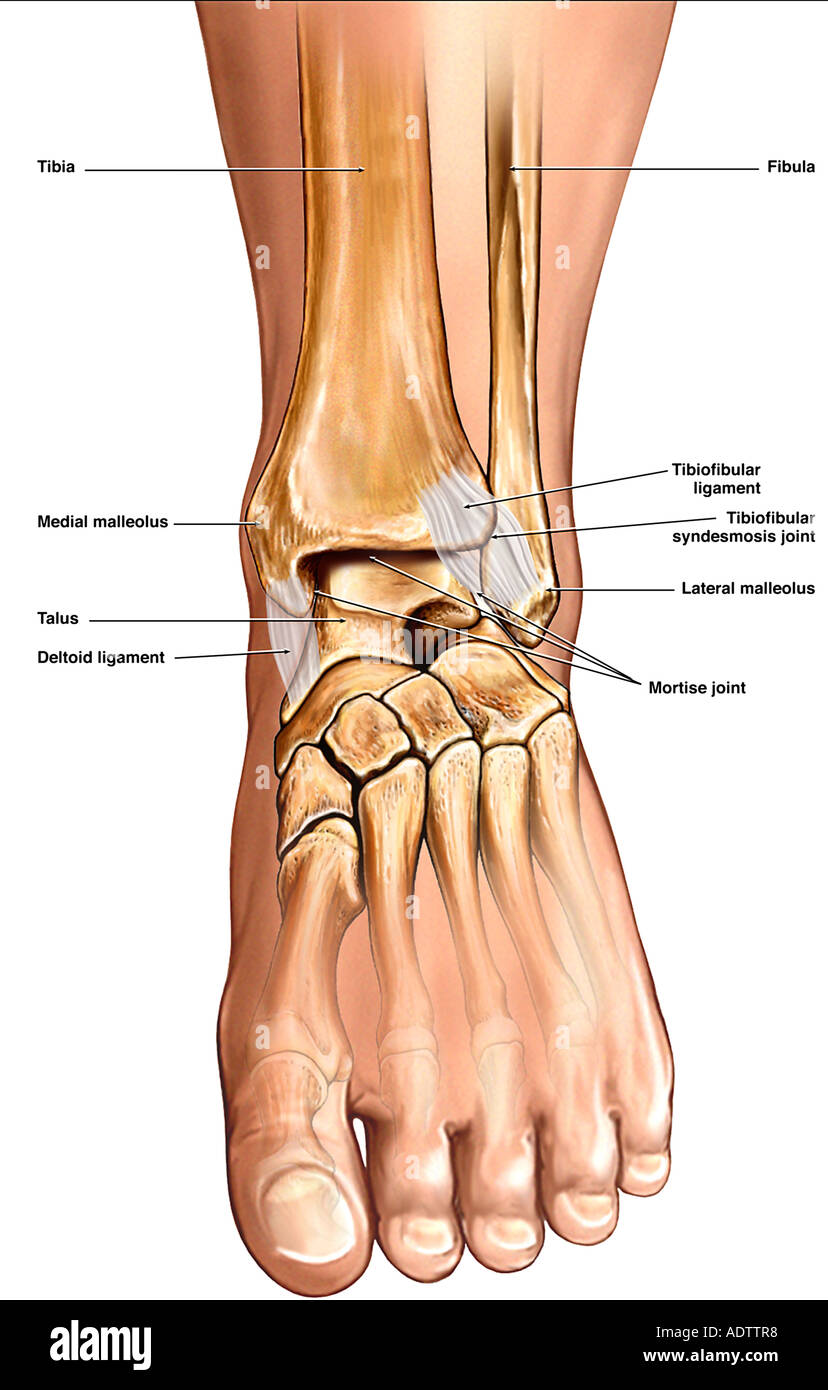 Normal Anatomy of the Ankle Stock Photo