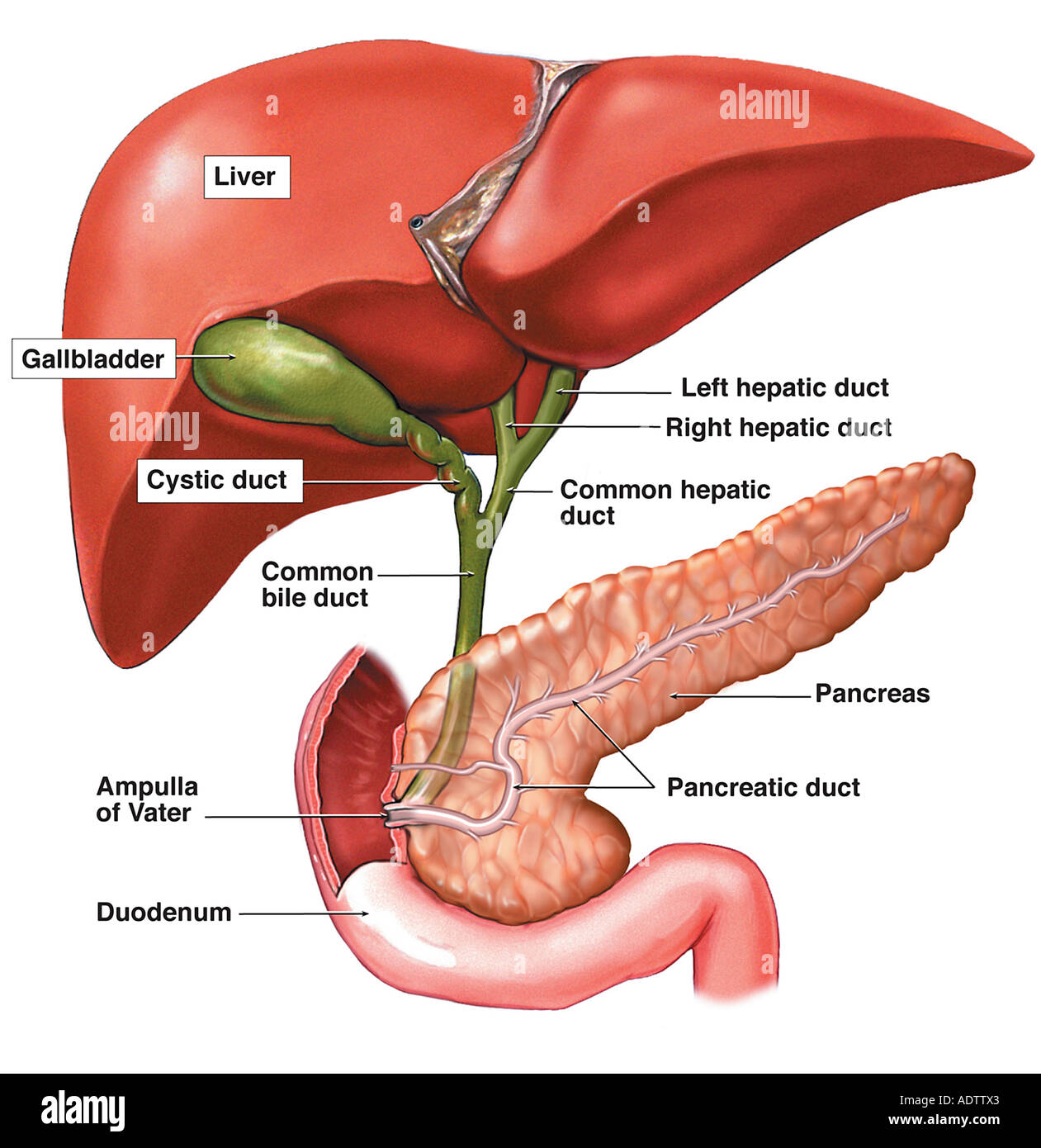 pancreas anatomy