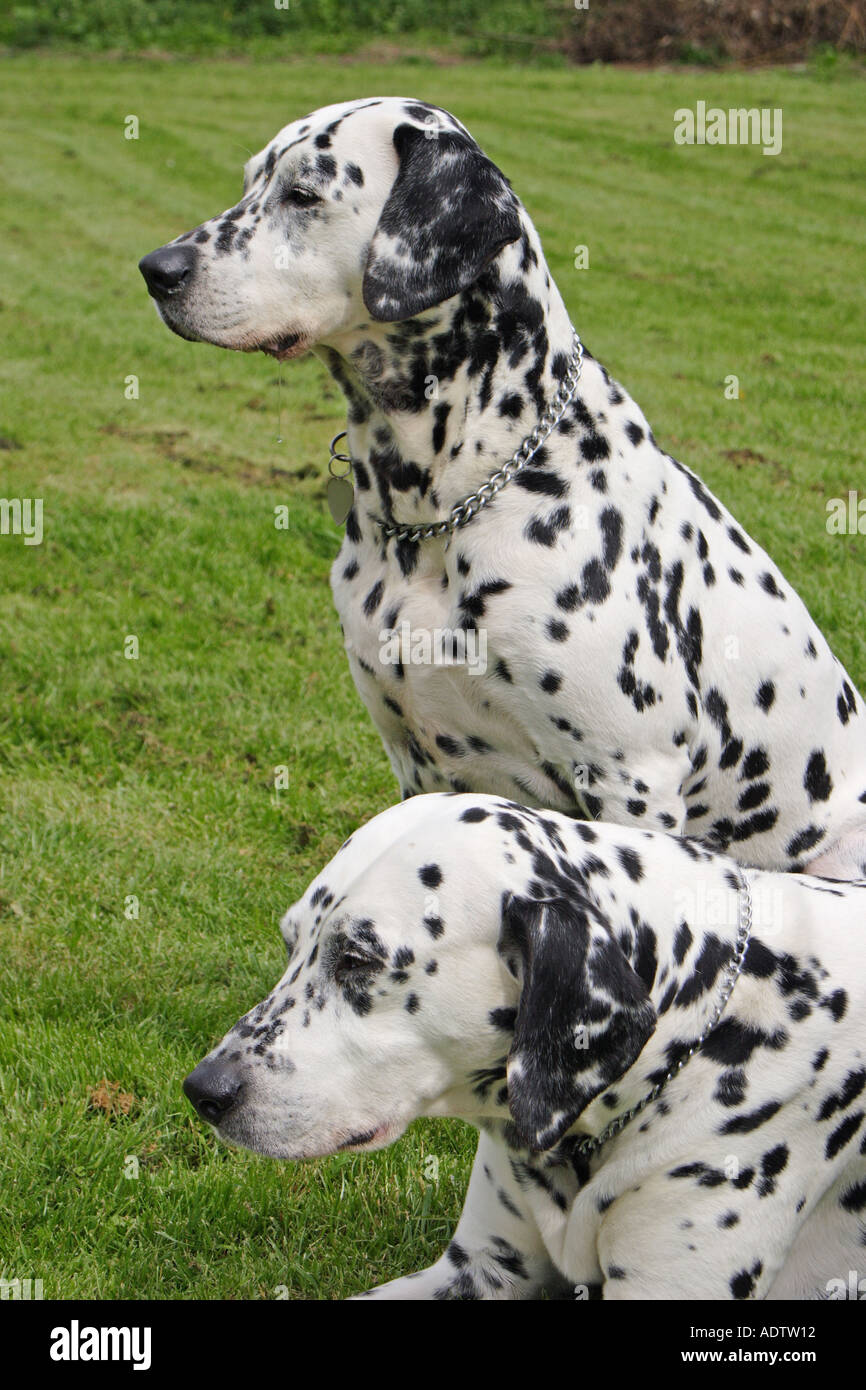Male dalmatian sale