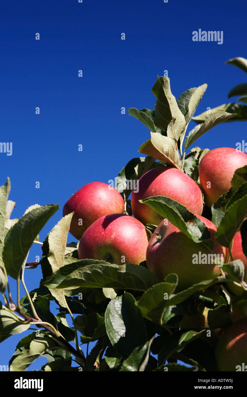 Apples hanging on the tree Germany September 2006 Stock Photo - Alamy