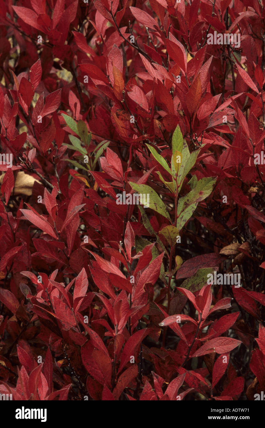 Blueberry Vaccinium sp Red leaves Michigan U S A Autumn Stock Photo