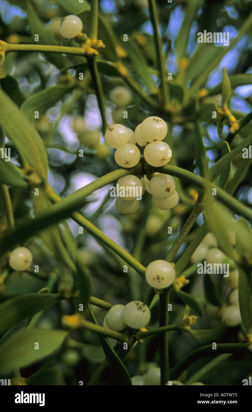 Mistletoe Viscum album Berries close up sticky seeds from berries are spread by birds winter Stock Photo