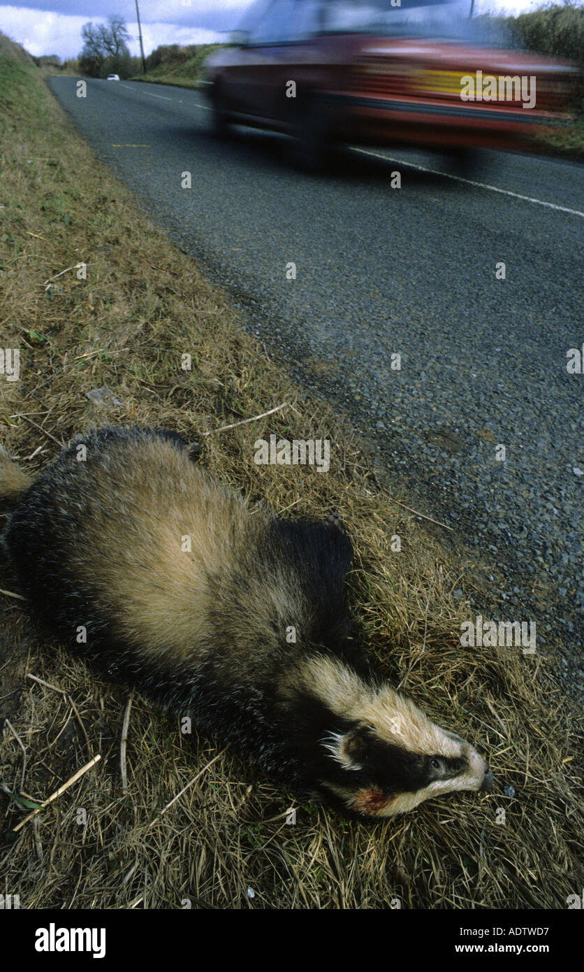 Dead Mammals Dead Eurasian Badger Meles meles on grass verge victim of