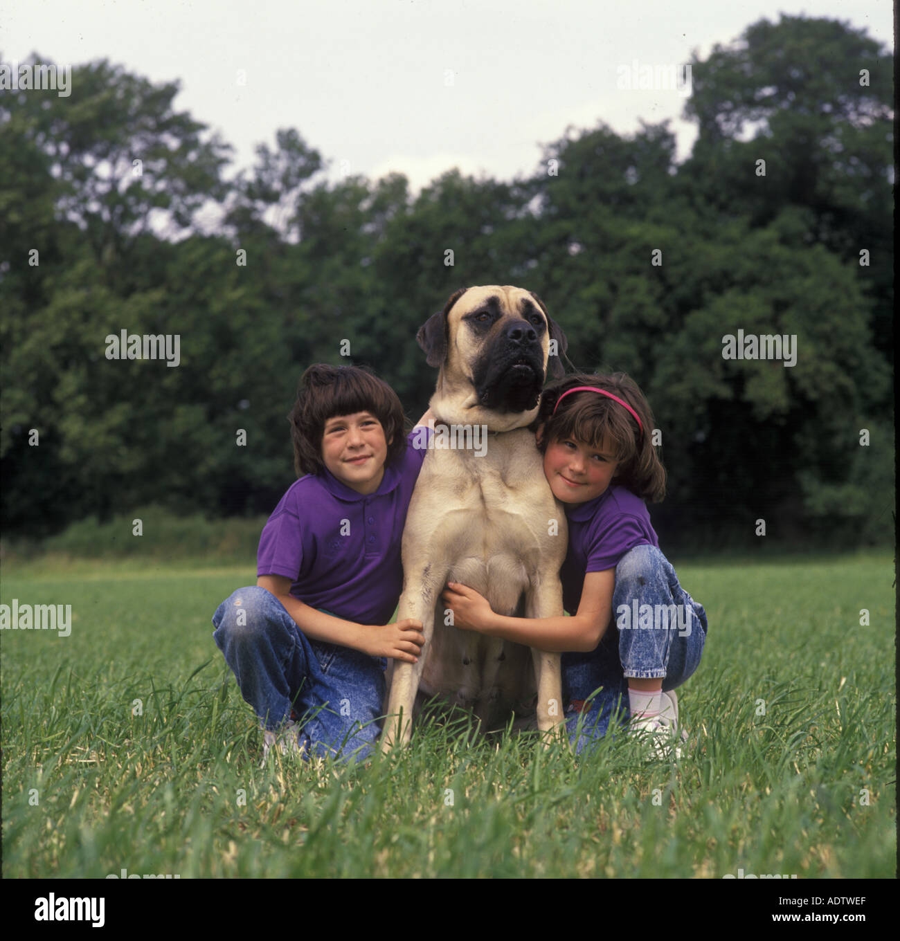 mastiff and children