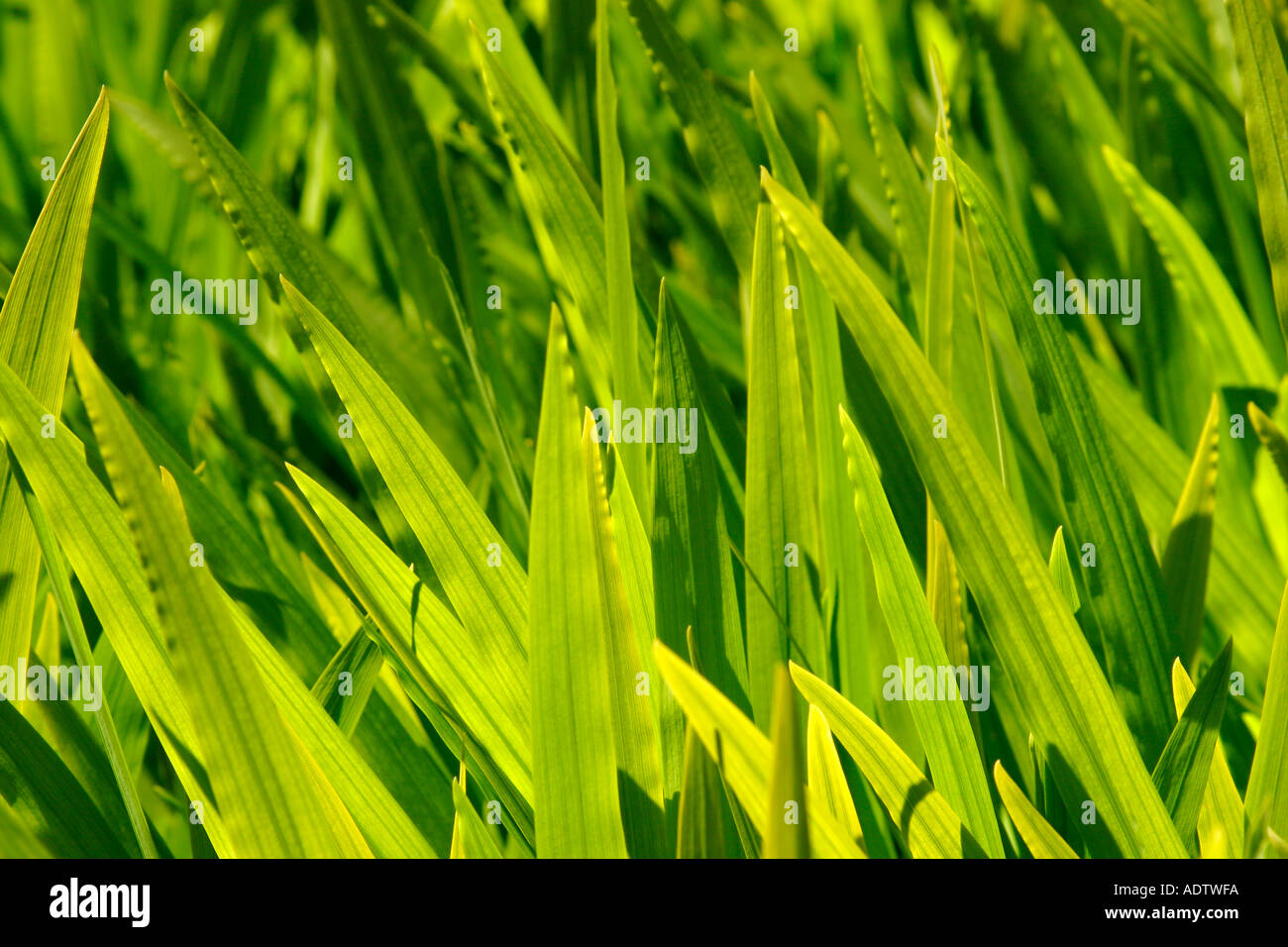 Sword leaves like plants foliage portraits plant detail stock alamy succulent