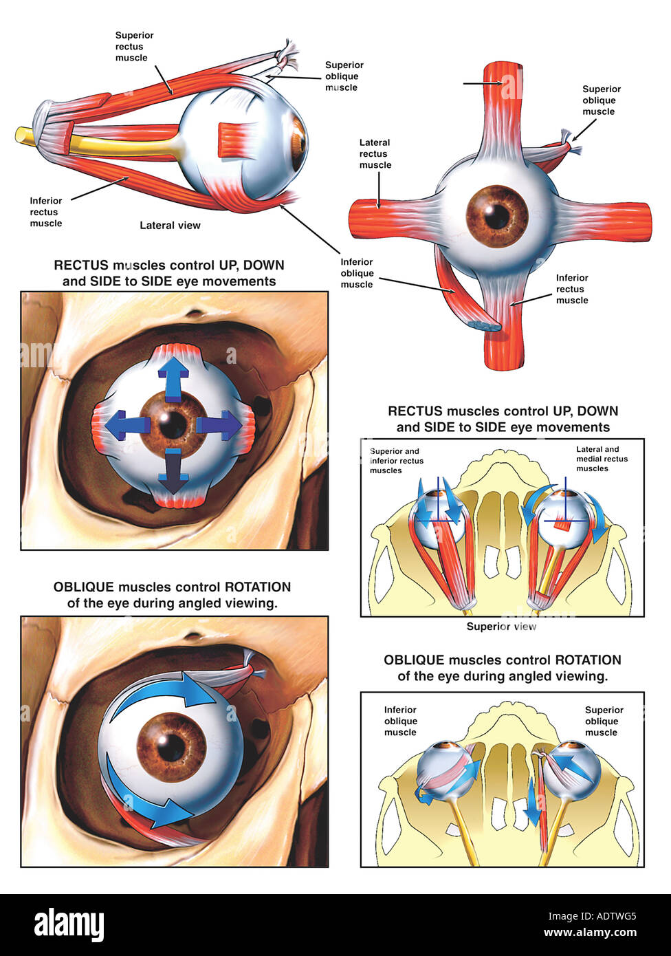 Eye Muscle Anatomy Eye Muscle Anatomy