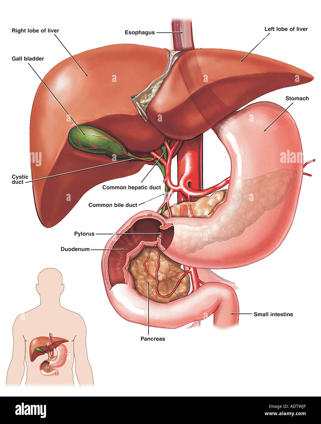 Gallbladder 9 Types