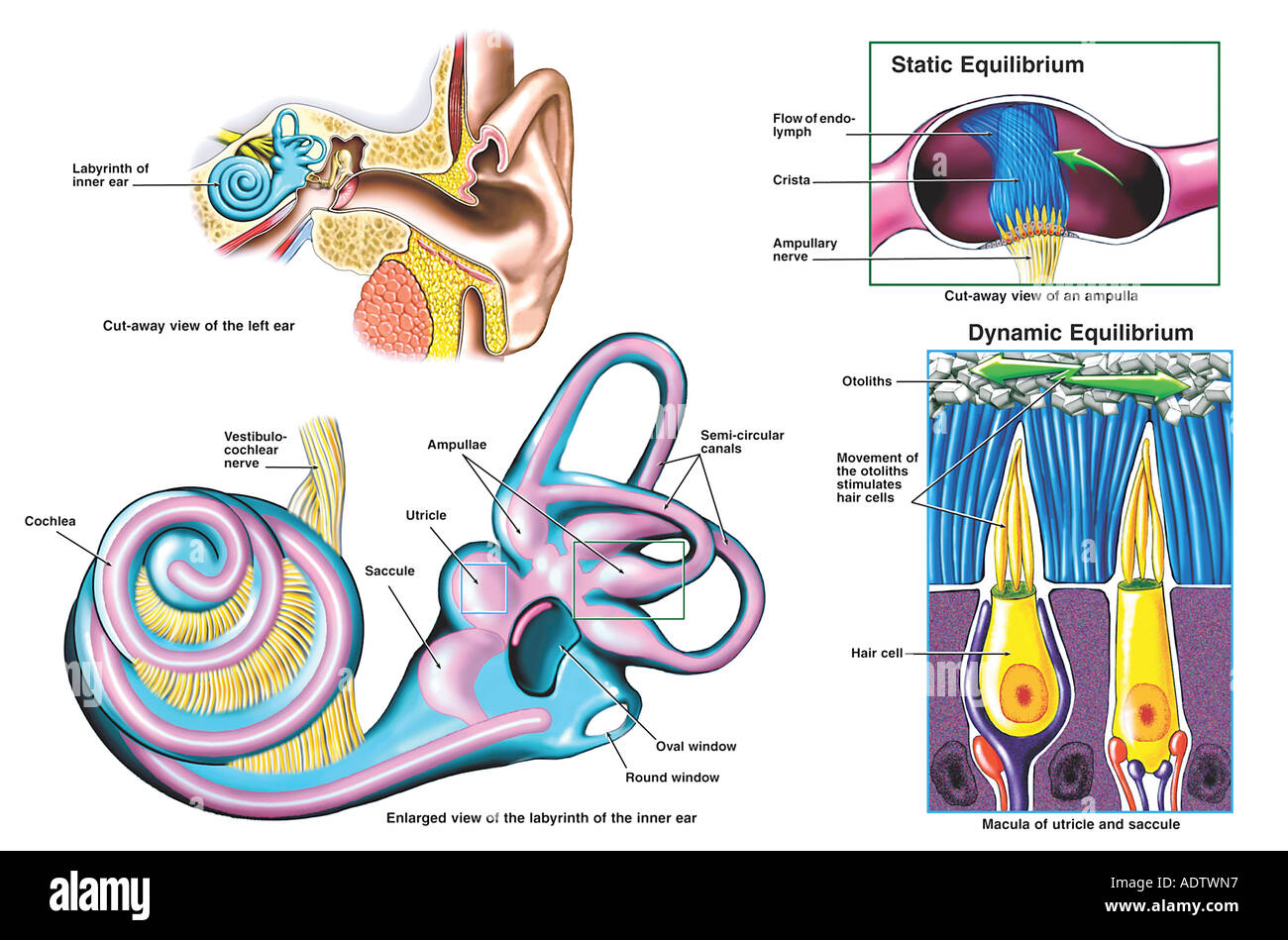 Anatomy of the Inner Ear Stock Photo