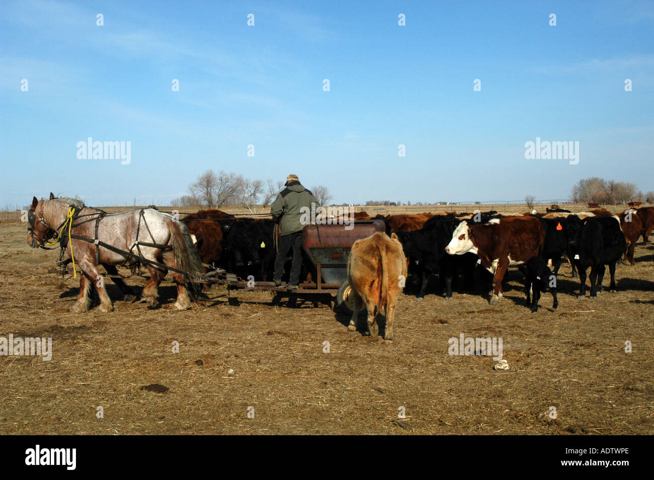 A Farmer Out Feeding His Livestock With A Homemade Feeder Stock