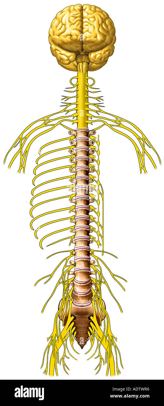 Central Nervous System Anatomy Brain with Spinal Cord and Peripheral Nerves Stock Photo