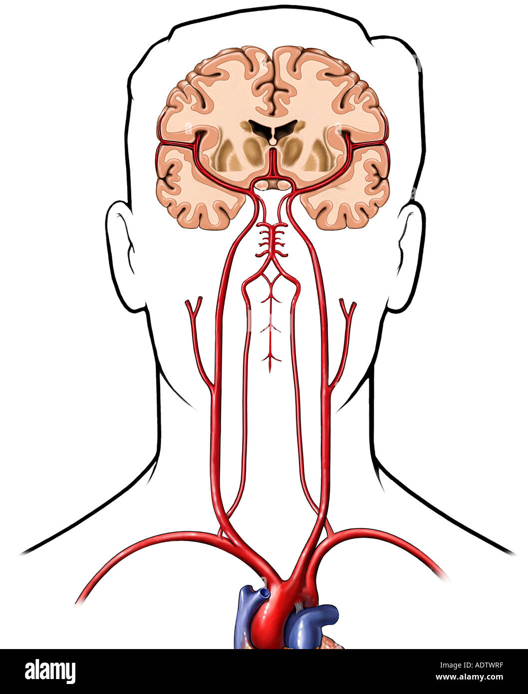 Brain with Arterial Supply, Anterior Cut-away View Stock Photo