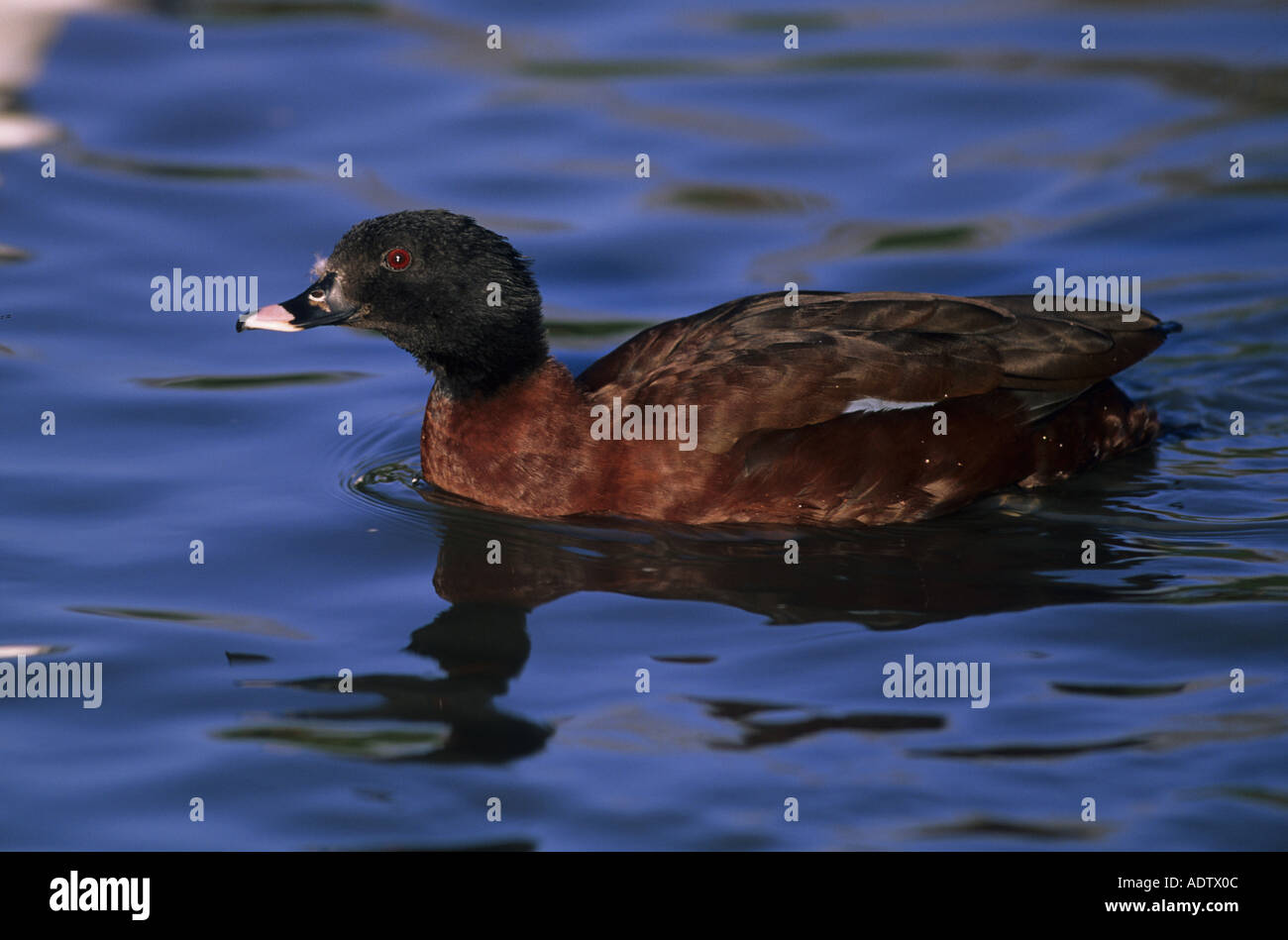 Hartlaub s Duck Pteronetla hartlaubi Drake swimming lake Stock Photo