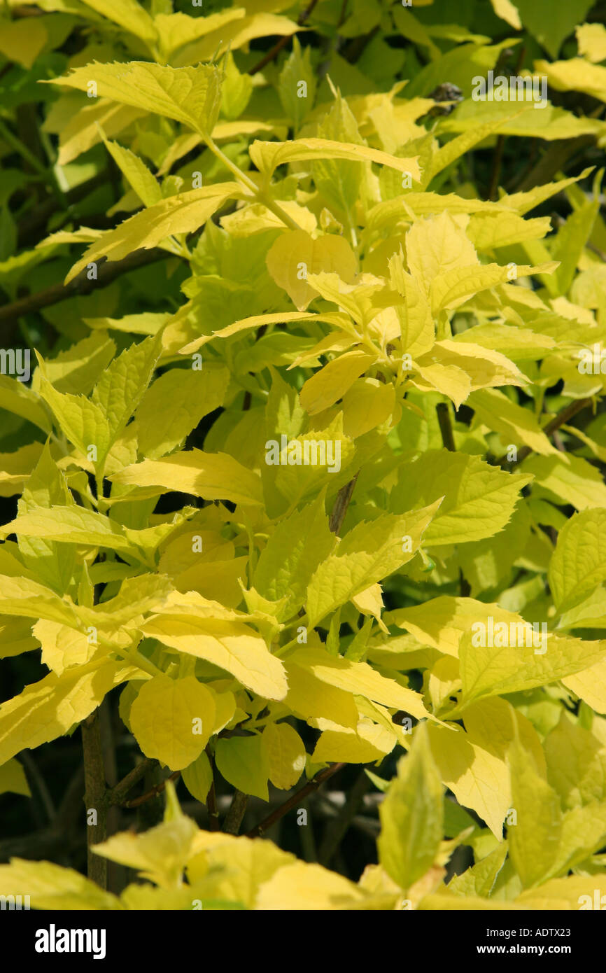 Yellow Leaves Of Garden Shrub Golden Leaved Mock Orange Botanical Stock Photo Alamy