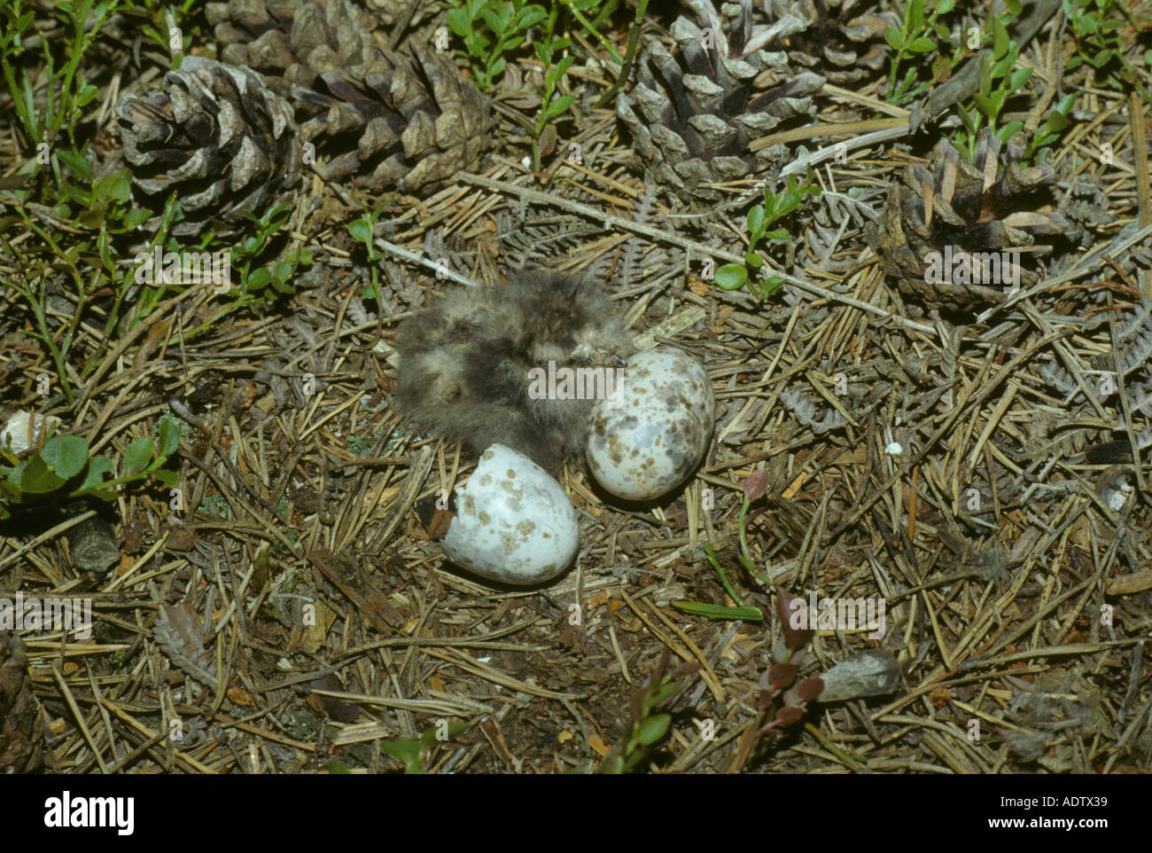 European Nightjar Caprimulgus europaeus Nest with chick and egg eggshell Stock Photo