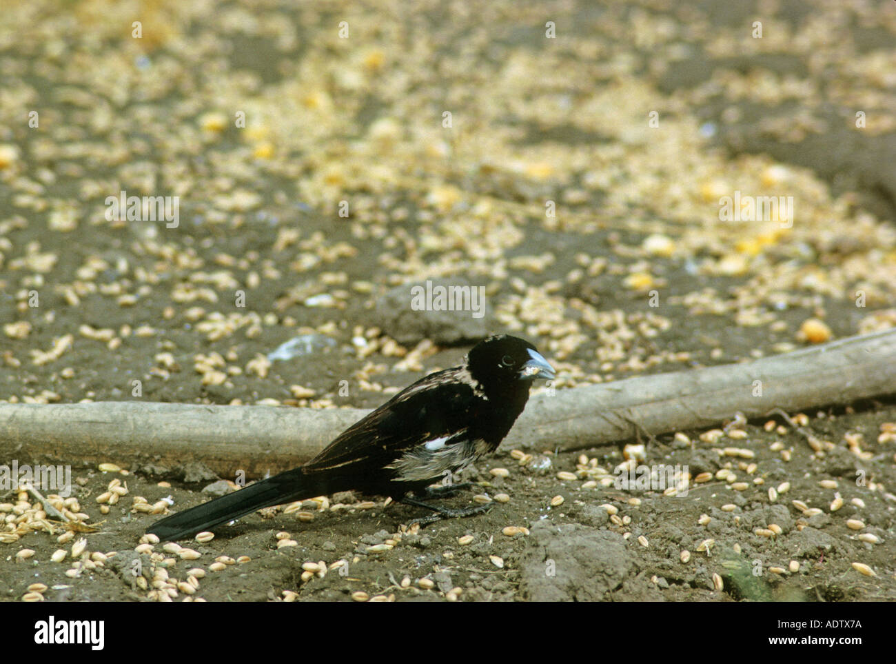 White winged Widow Bird Euplectes albonotatus Feeding on ground beside log Naivasha Stock Photo