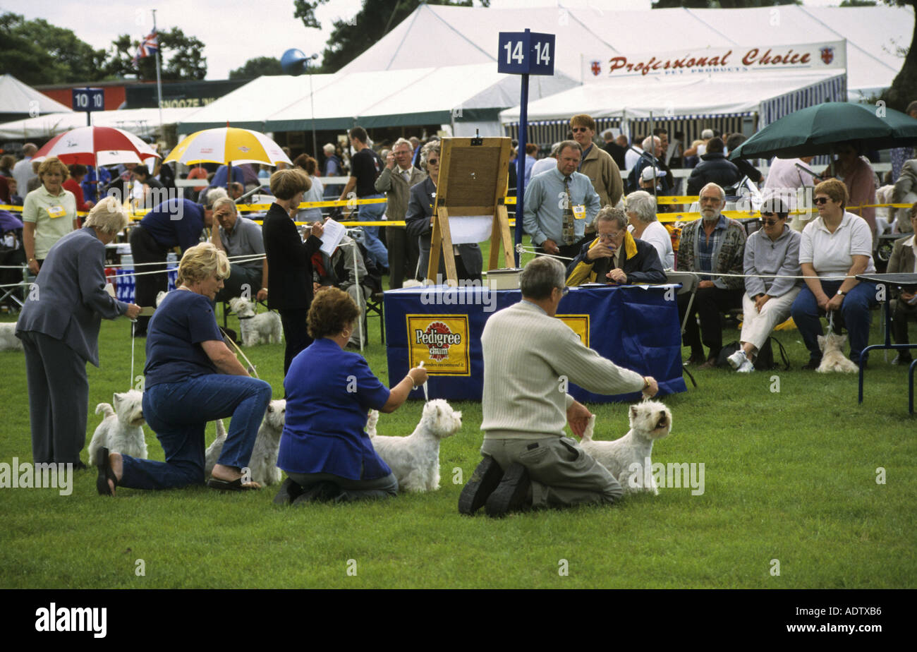 Domestic Dog Dog Show with West Highland White Terriers Stock Photo