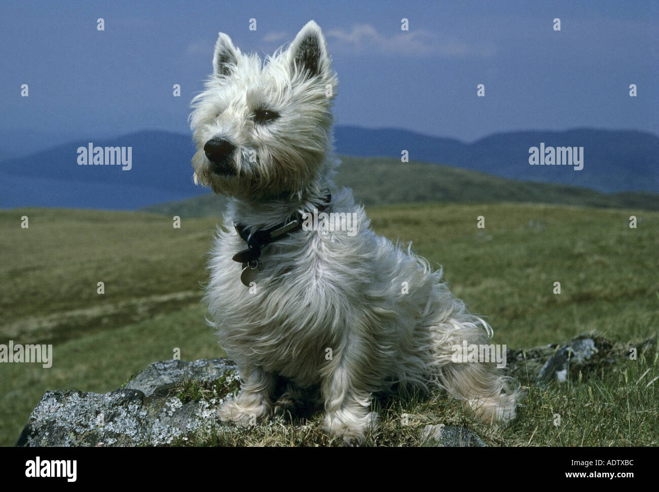 Domestic Dog West Highland White Terrier sitting Collar and name tag