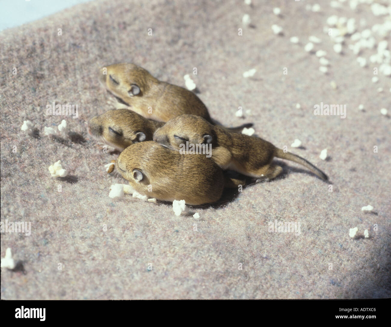 gerbil-babies-hi-res-stock-photography-and-images-alamy