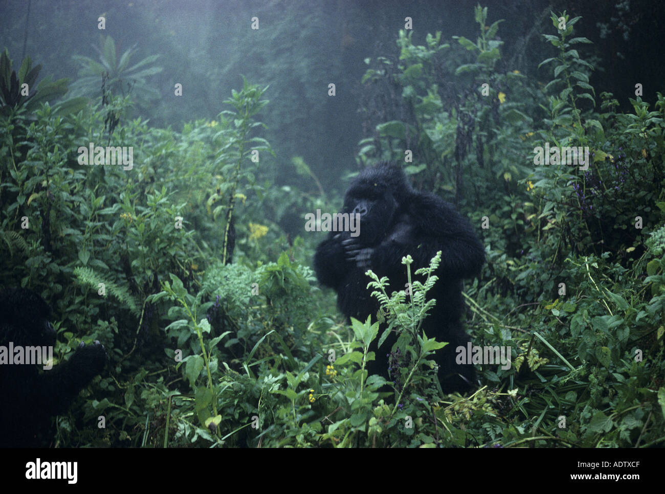 Mountain Gorilla Gorilla beringei beringei Young adult beating chest amongst vegetation East Zaire Stock Photo