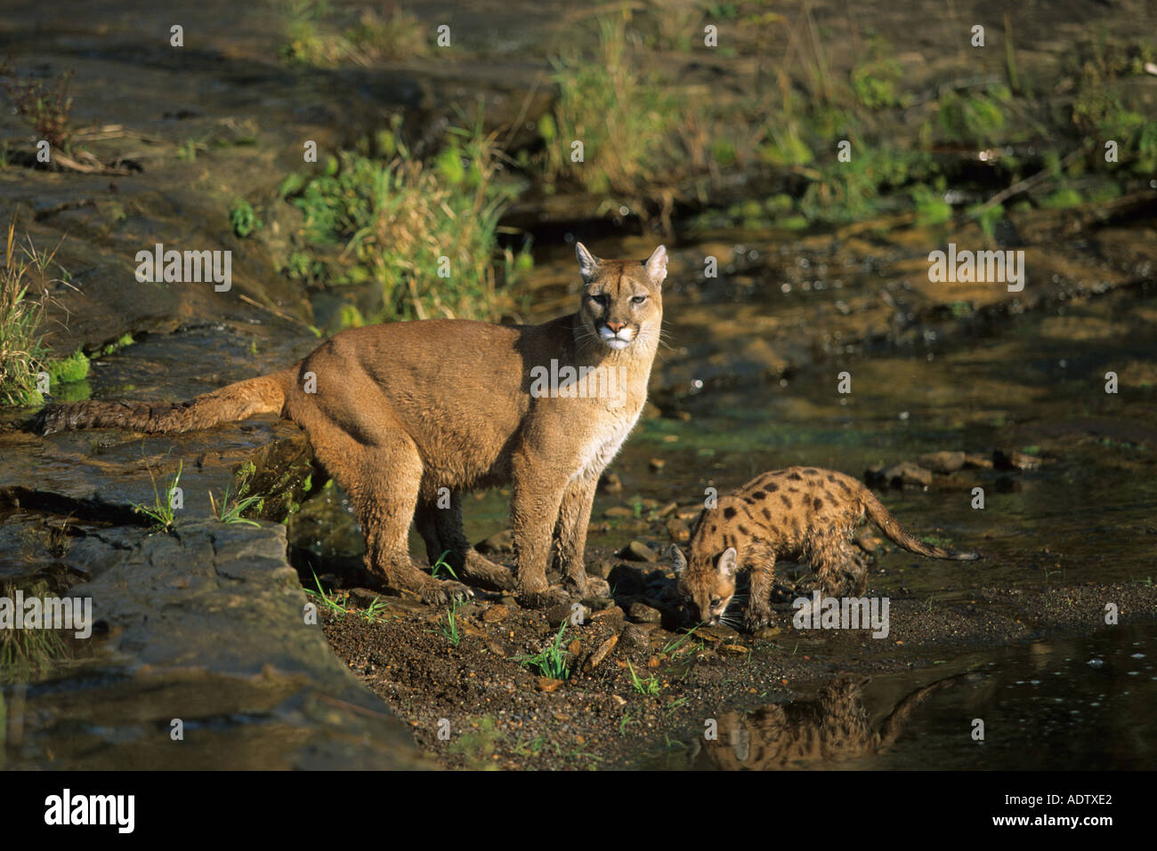 Puma concolor cub hi-res stock photography and images - Alamy
