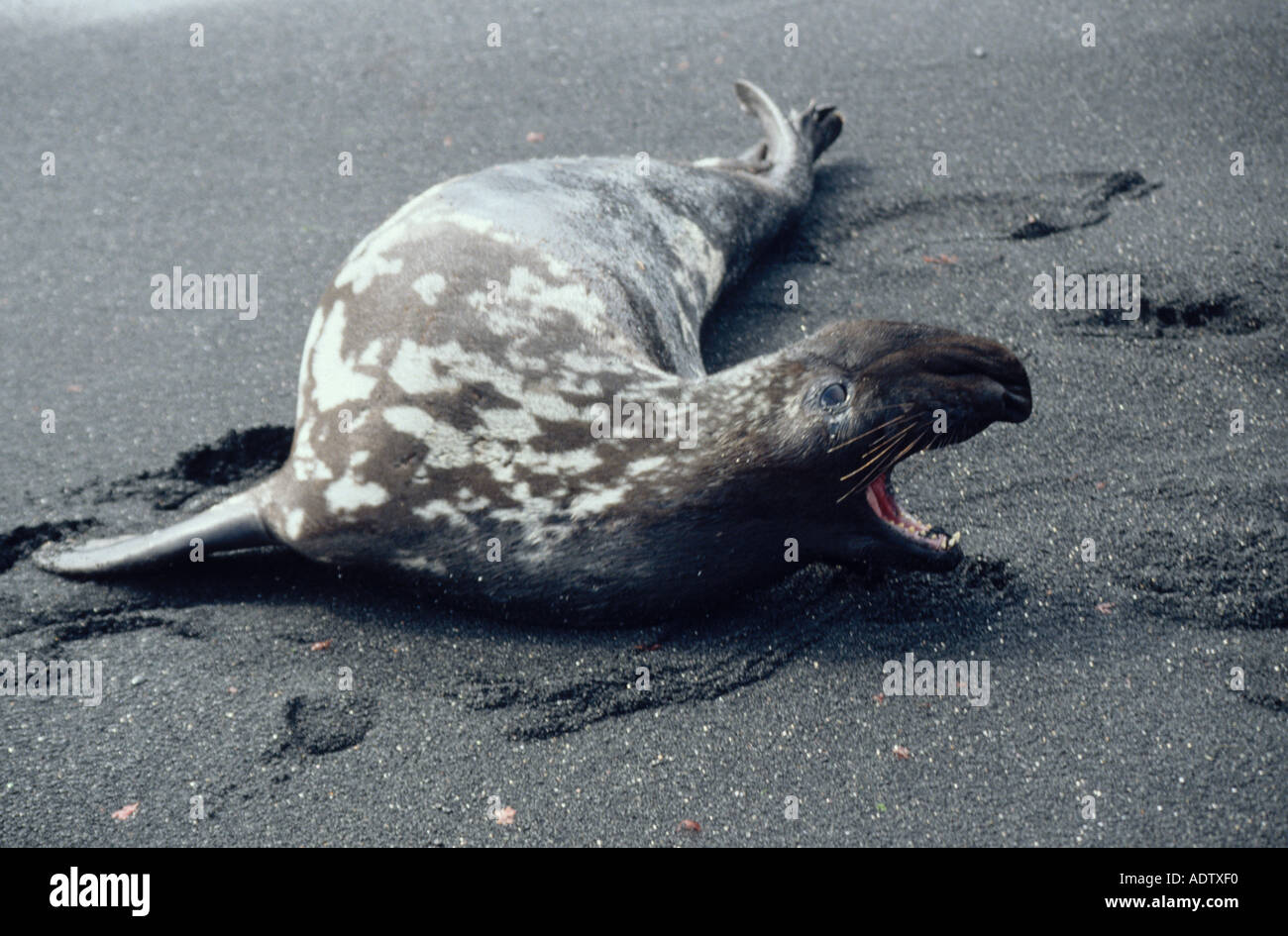 Hooded Seal Cystophora cristata Male on beach Iceland S Stock Photo