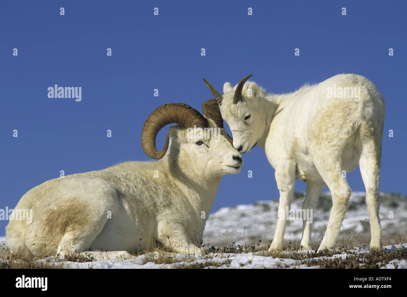 Dall Sheep Ovis dalli Male with immature standing touching noses blue sky Denali N P Alaska U S A Stock Photo