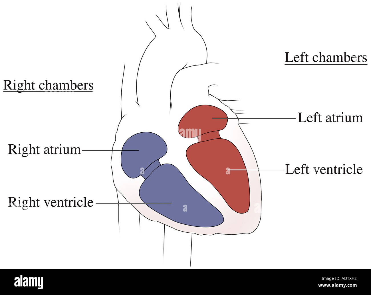 Heart Chambers High Resolution Stock Photography and Images Biology Diagrams