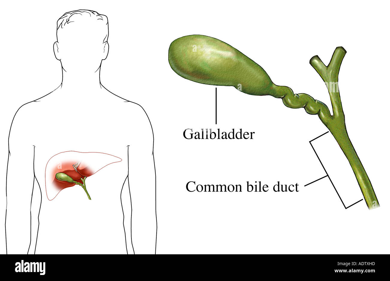 Common Bile Duct Anatomy