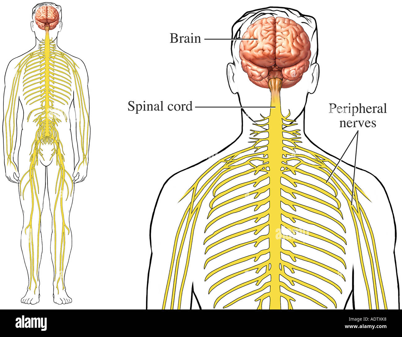 Spinal brain