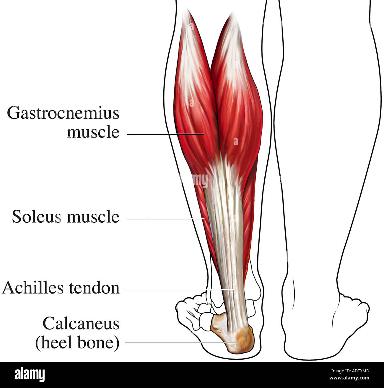 Achilles Tendon Diagram / Achilles Tendon Rupture : Tendons are the tissue that attach muscles to bones that make movements possible.