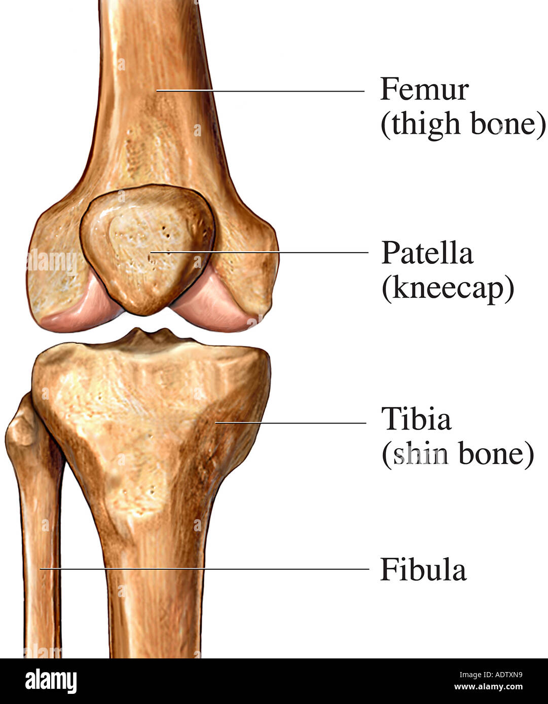 Anterior View Of The Knee Stock Photo Alamy
