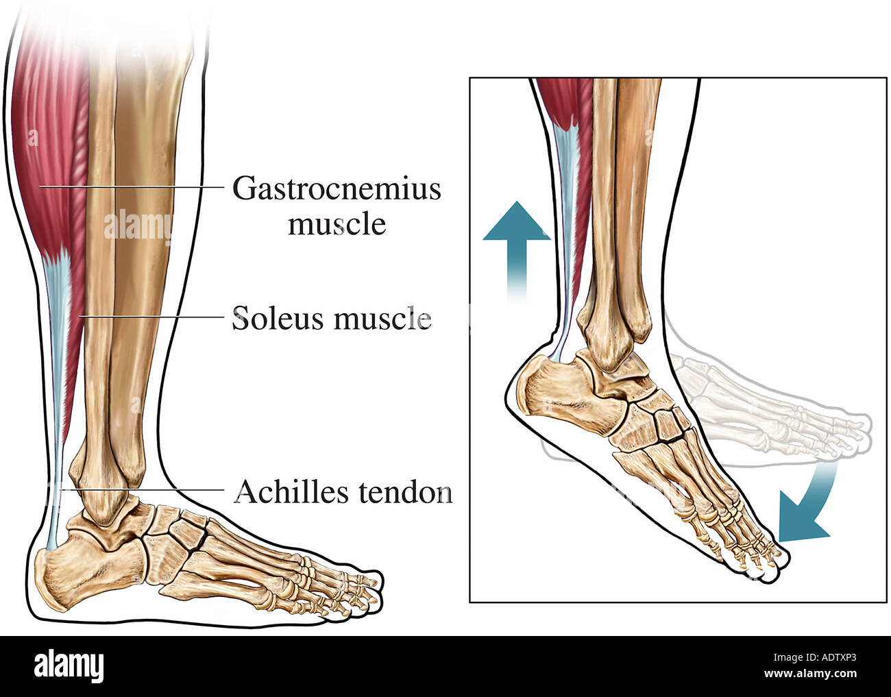 Achilles Tendon Anatomy