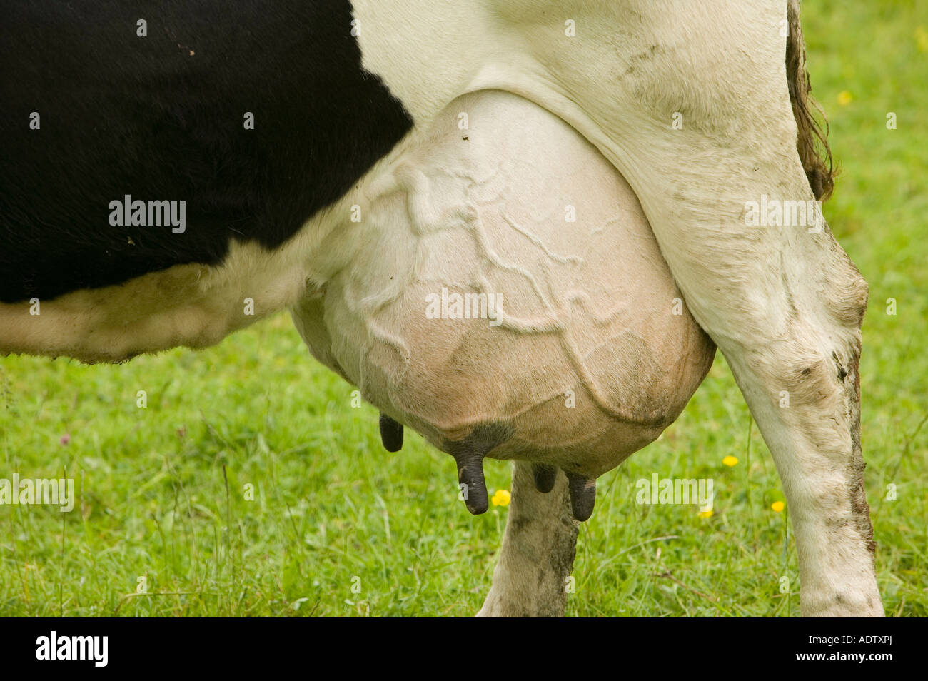 A milking cow with a full udder, UK Stock Photo Alamy