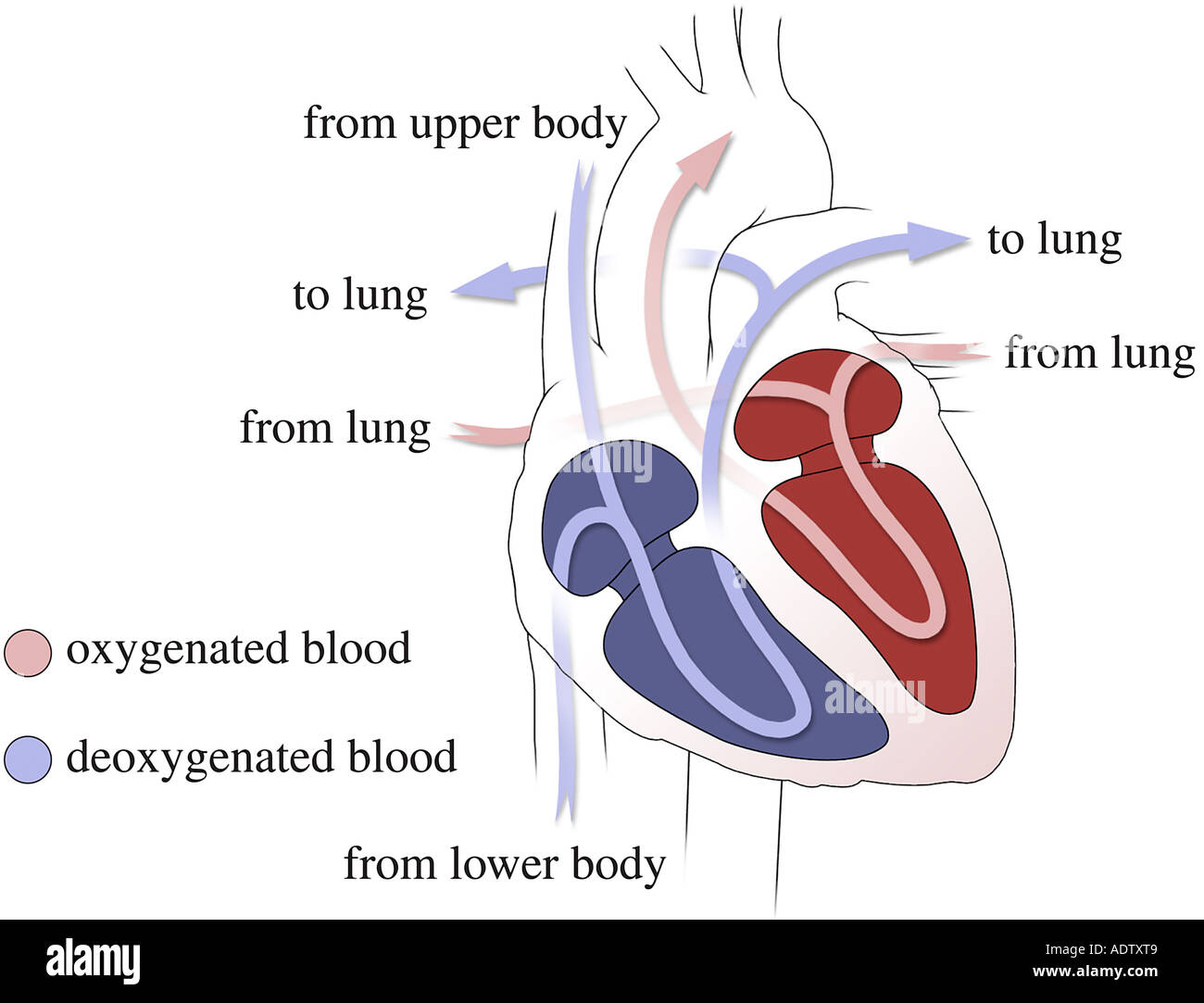 Oxygenated Deoxygenated Blood Hi Res Stock Photography And Images Alamy
