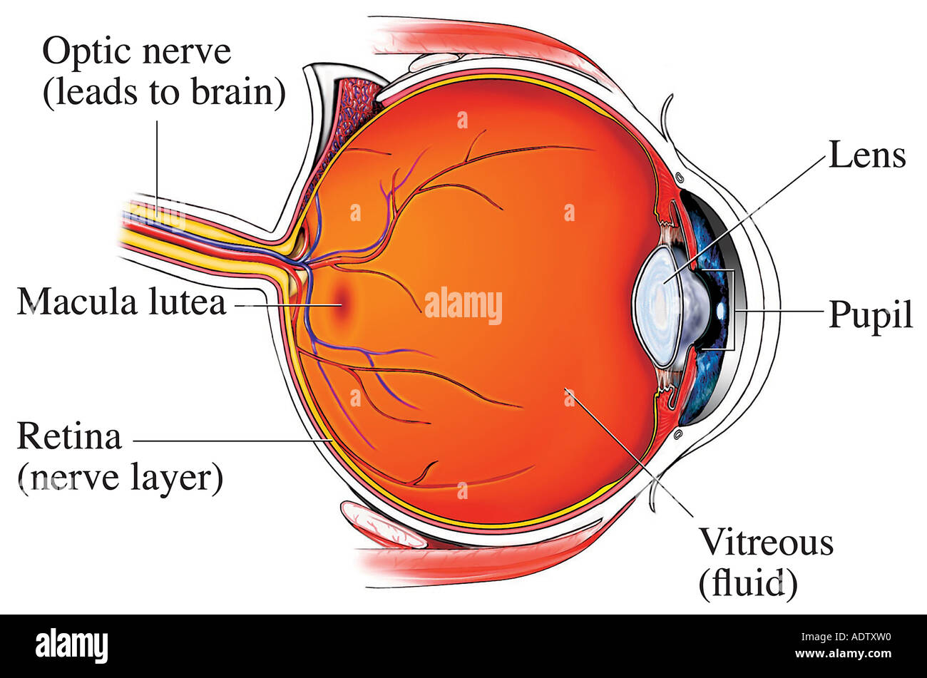 Macula lutea hi-res stock photography and images - Alamy