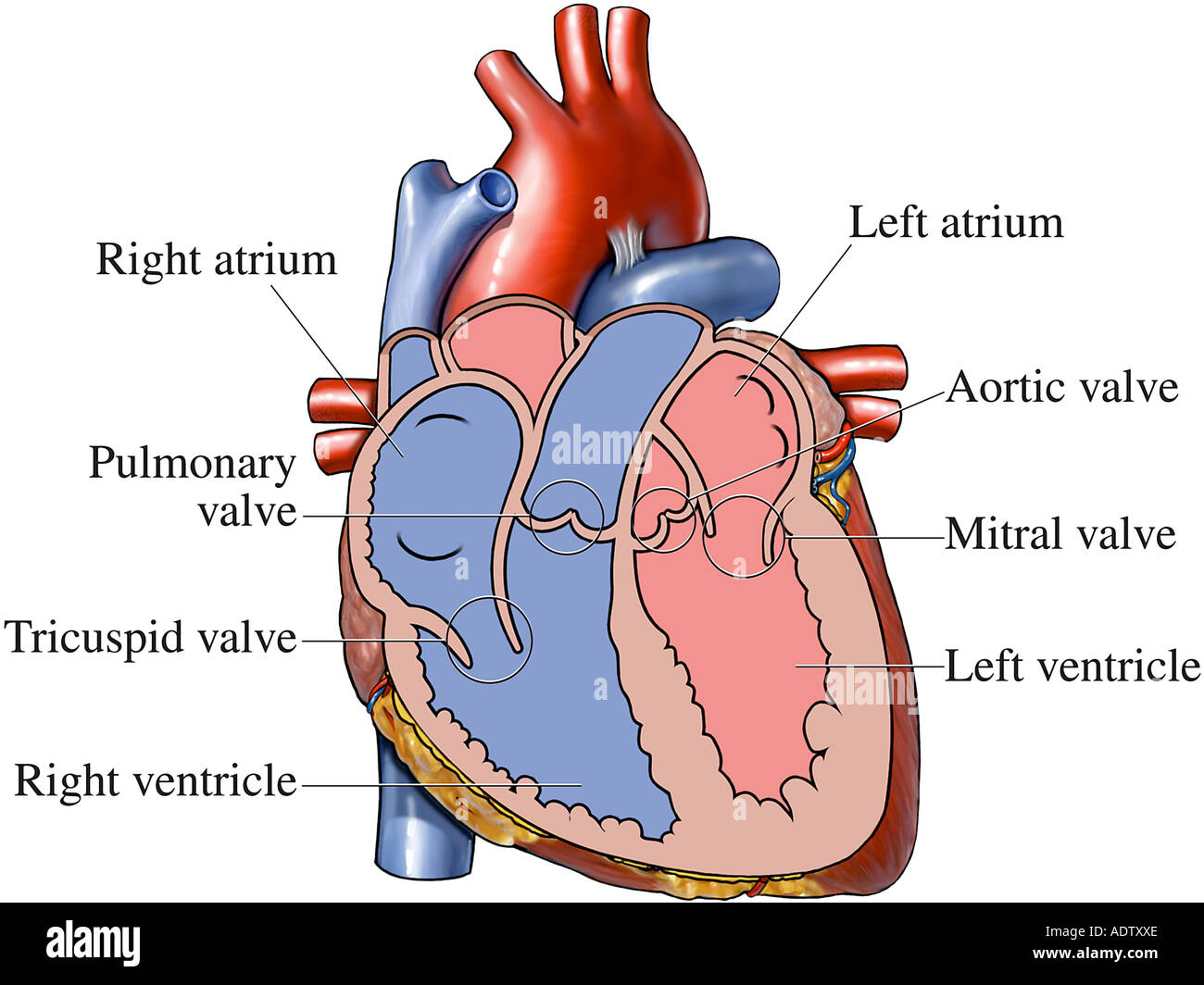 Images Of Human Heart Chambers Images Of Human Heart Chambers
